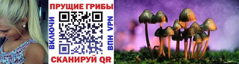 Галлюциногенные грибы Psilocybe  Купить  Среднеколымск 
